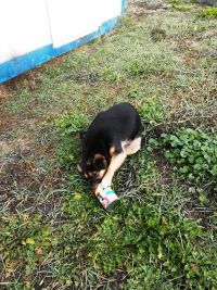 Pomóżmy pieskom przetrwać zimę