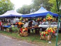 Wykopki, wykopki i po wykopkach...